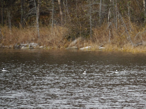 Bufflehead photographed in Alaska