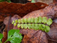 Asplenium trichomanes