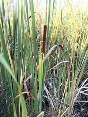 Typha capensis