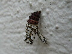Melitaea didyma
