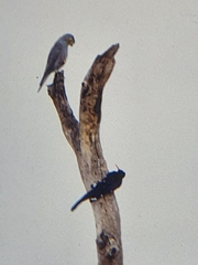 Phoeniculus purpureus