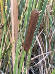 Typha capensis