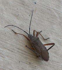 Nyttum beckeri