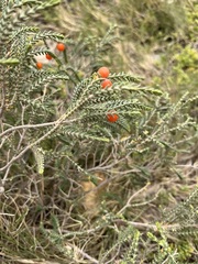 Passerina ericoides