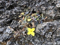 Kalanchoe garambiensis