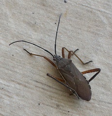 Nyttum beckeri