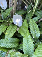Spathiphyllum