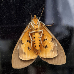 Asota producta