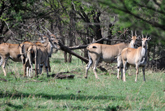 Tragelaphus oryx pattersonianus