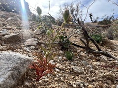 Chaenactis carphoclinia