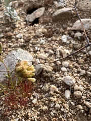 Chaenactis carphoclinia