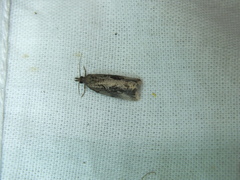 Endothenia quadrimaculana