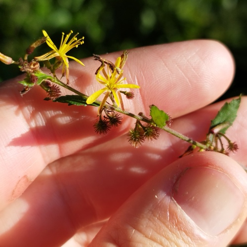 Triumfetta semitriloba