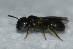 Ceratina strenua