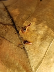 Caryomyia caminata