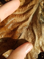 Caryomyia caminata
