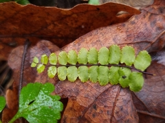 Asplenium trichomanes