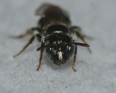 Ceratina strenua