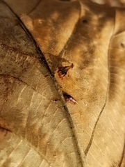 Caryomyia caminata