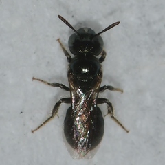 Ceratina strenua