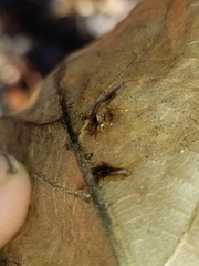 Caryomyia caminata