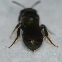 Ceratina strenua