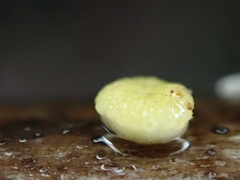 Trichoderma gelatinosum