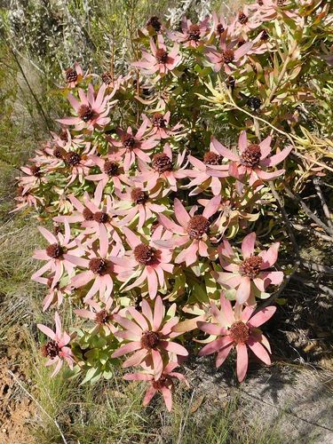 Leucadendron tinctum, photograph 2