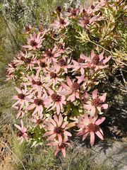 Leucadendron tinctum, photograph author not stated, no rights reserved