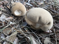 Lycoperdon molle