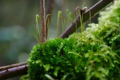 Ptychostomum capillare