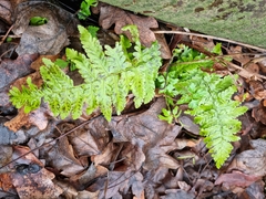 Dryopteris filix-mas