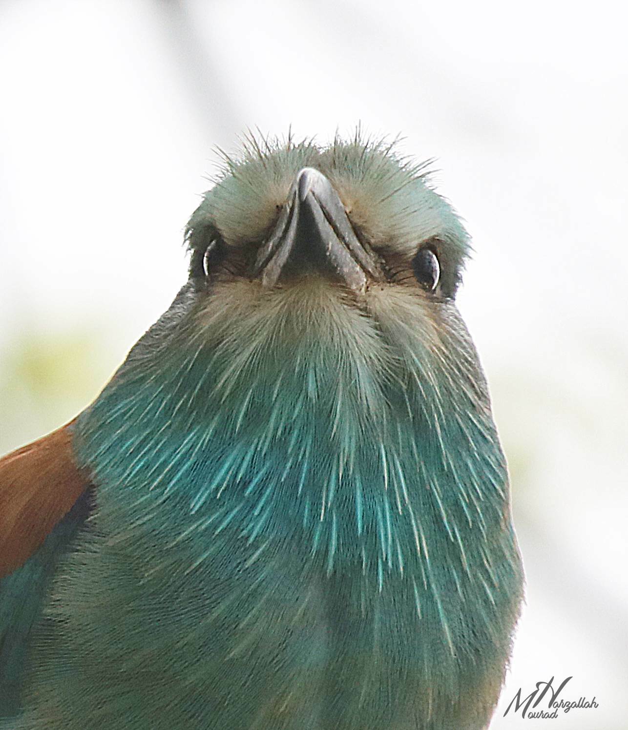 European Roller