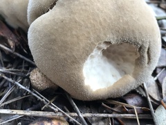 Lycoperdon molle