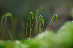 Ptychostomum capillare