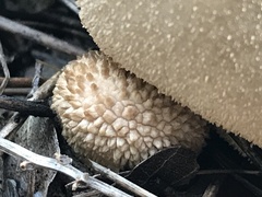 Lycoperdon molle