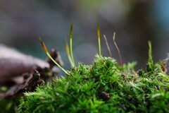 Syntrichia laevipila