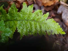 Dryopteris filix-mas