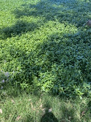 Alternanthera philoxeroides