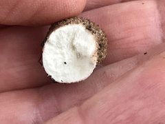 Lycoperdon molle