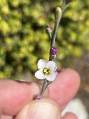 Heliophila macra