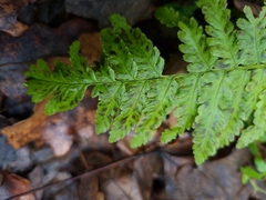 Dryopteris filix-mas