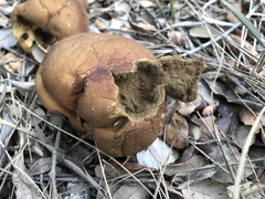 Lycoperdon molle
