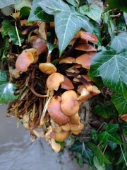Flammulina velutipes