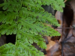 Dryopteris filix-mas