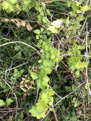 Premna hengchunensis