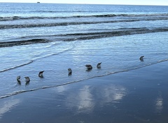 Charadrius semipalmatus