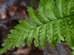 Dryopteris filix-mas