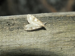 Udea olivalis