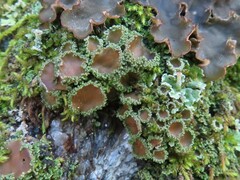 Psoroma hypnorum